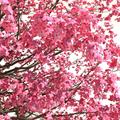 flowering dogwood